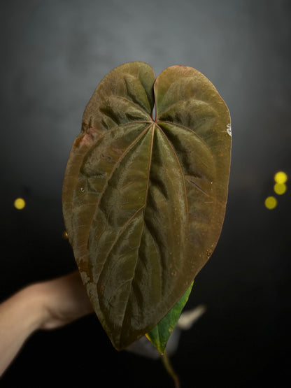 Anthurium dressleri x papillilaminum