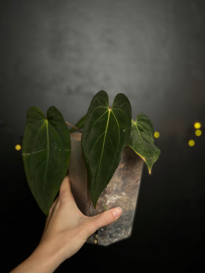 Anthurium papillilaminum Ralph Lynam x Fort Sherman (RLFS)