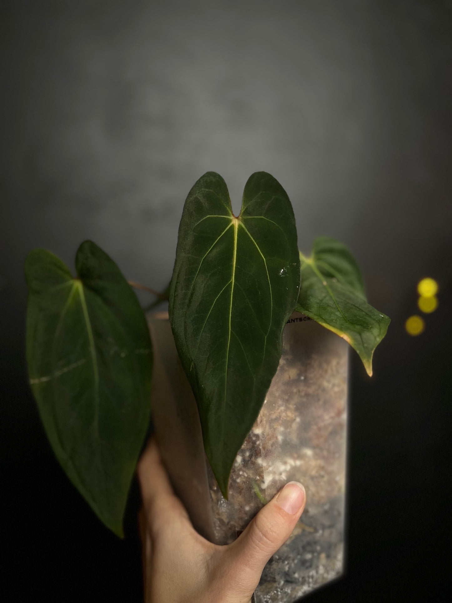 Anthurium papillilaminum Ralph Lynam x Fort Sherman (RLFS)