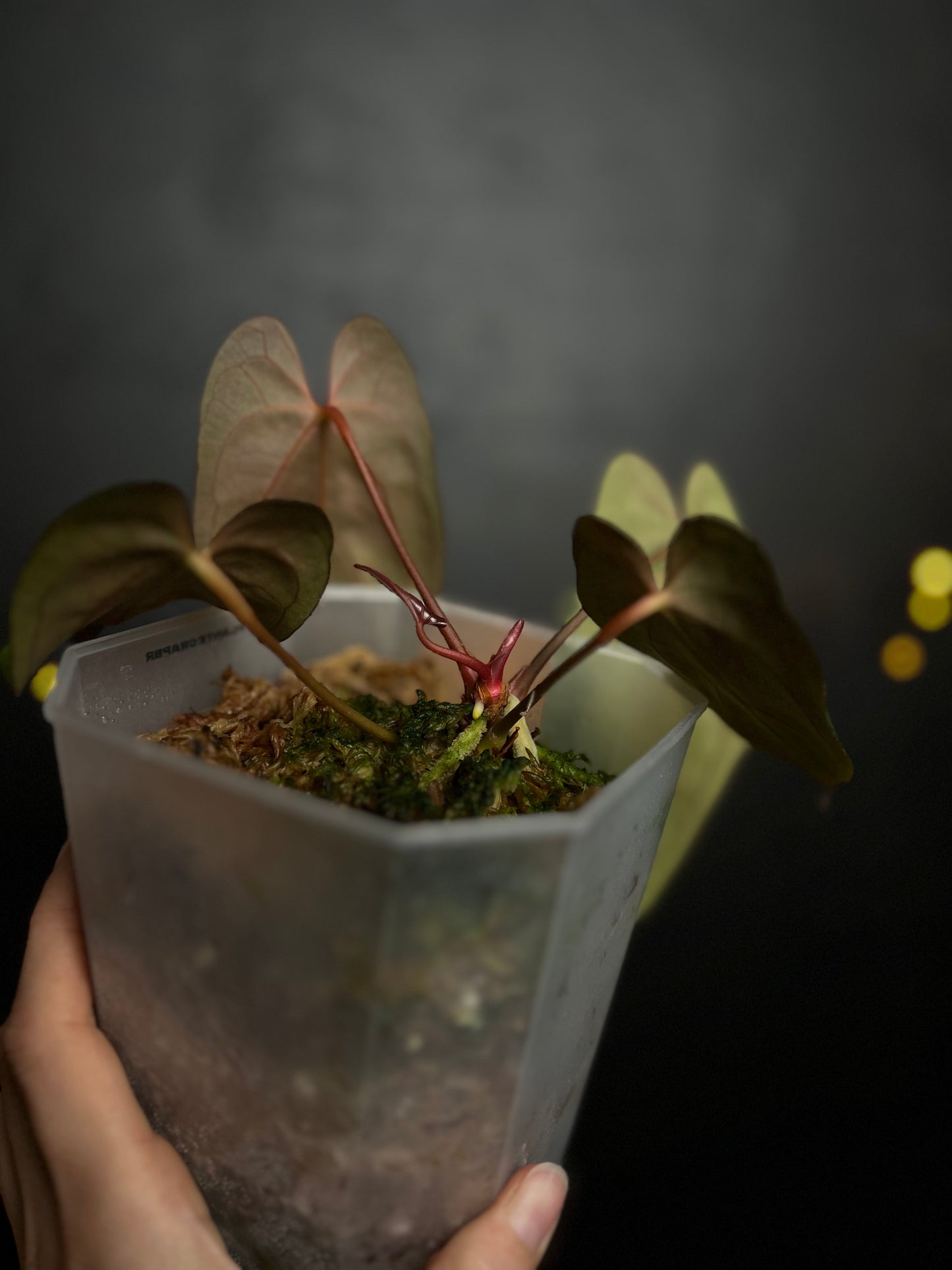 Anthurium papillilaminum Ralph Lynam x Fort Sherman (RLFS)