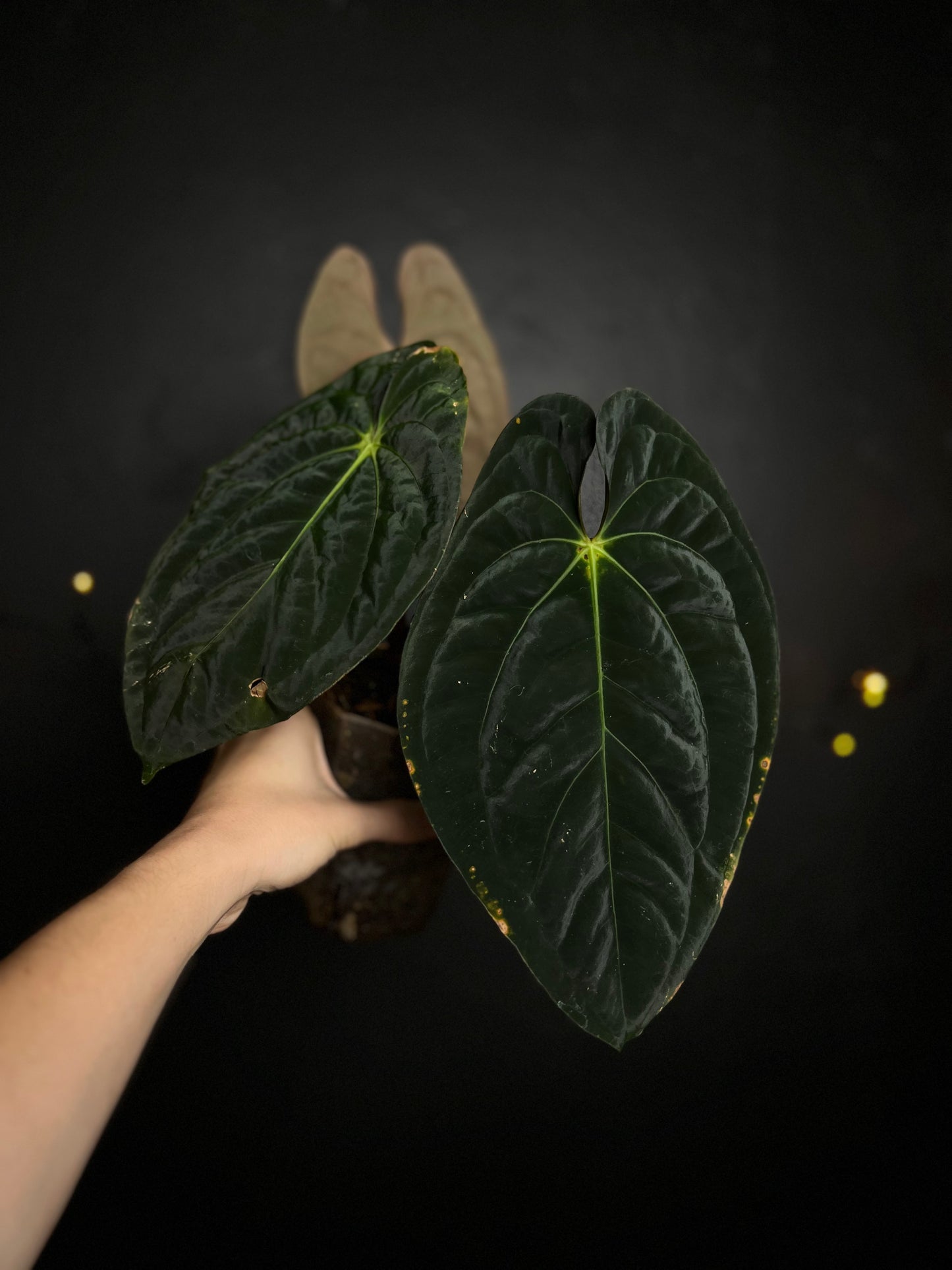 Anthurium Dark Phoenix