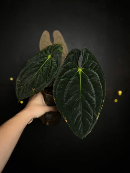 Anthurium Dark Phoenix