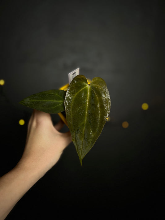 Anthurium Papillilaminum 'Crocodile' (Anthurium Papillilaminum x Papillilaminum hybride)