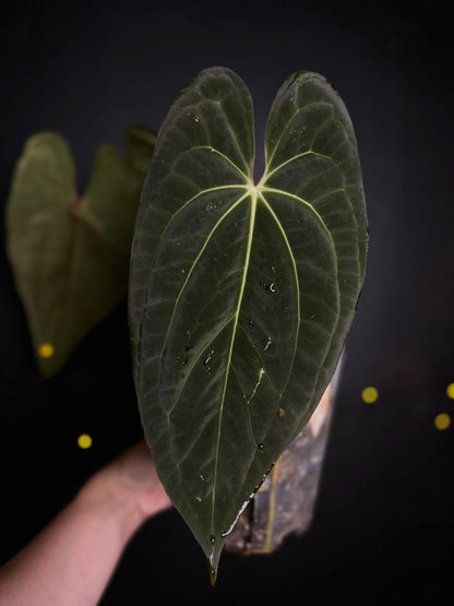 Anthurium Neptune - big plant