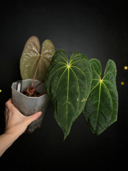 Anthurium Neptune - big plant