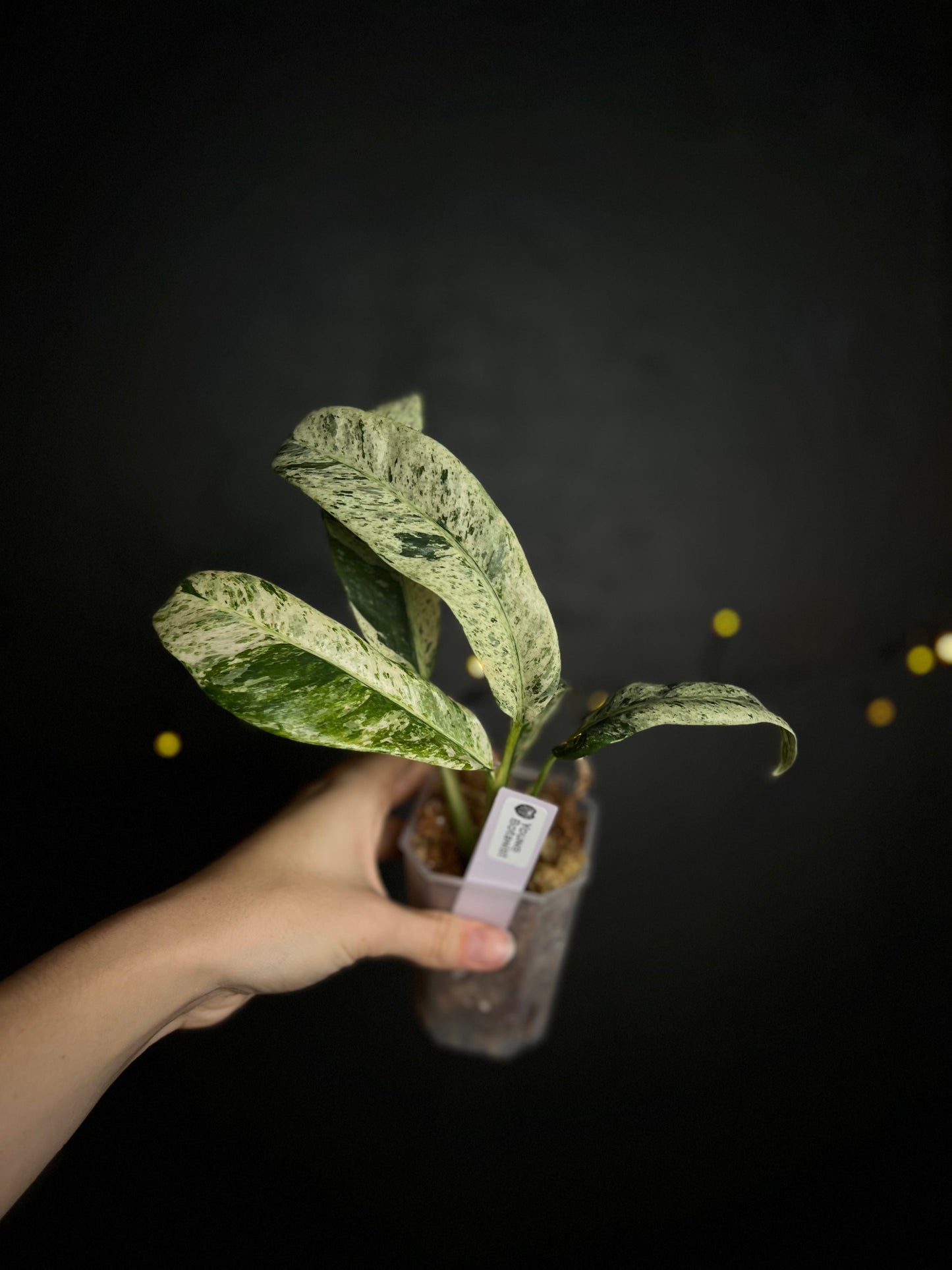 Epipremnum giganteum marble / mint