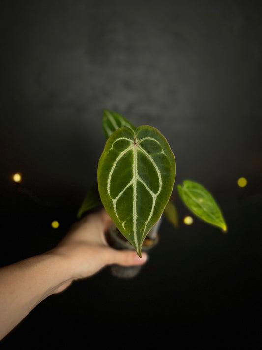 Anthurium Magnificum x Magnificum hybrid