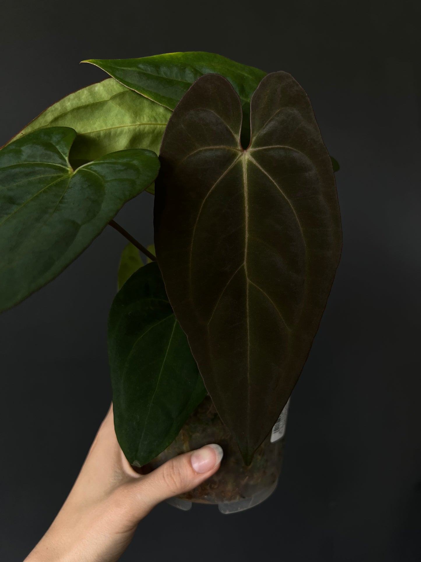 Anthurium DP x BVIT - clone