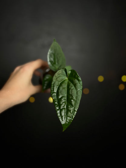 Anthurium Forgetii x Luxurians