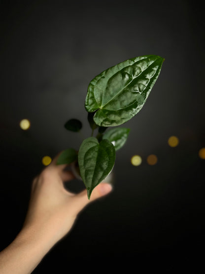 Anthurium Forgetii x Luxurians