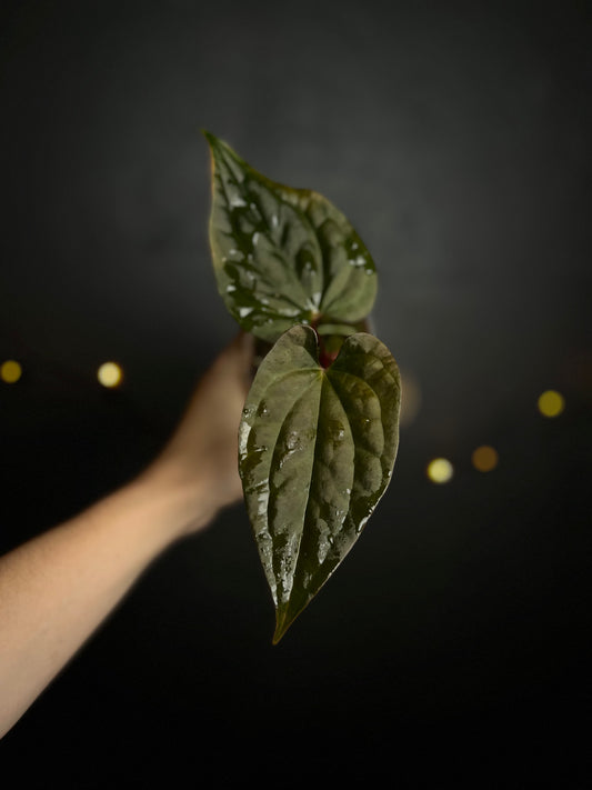 Anthurium 'Night queen' (Anthurium papillaminum x Anthurium luxurians) clone