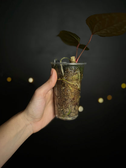 Anthurium 'Night queen' (Anthurium papillaminum x Anthurium luxurians) clone