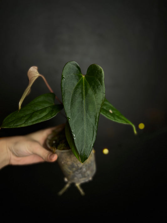 Seedling Anthurium Rhea