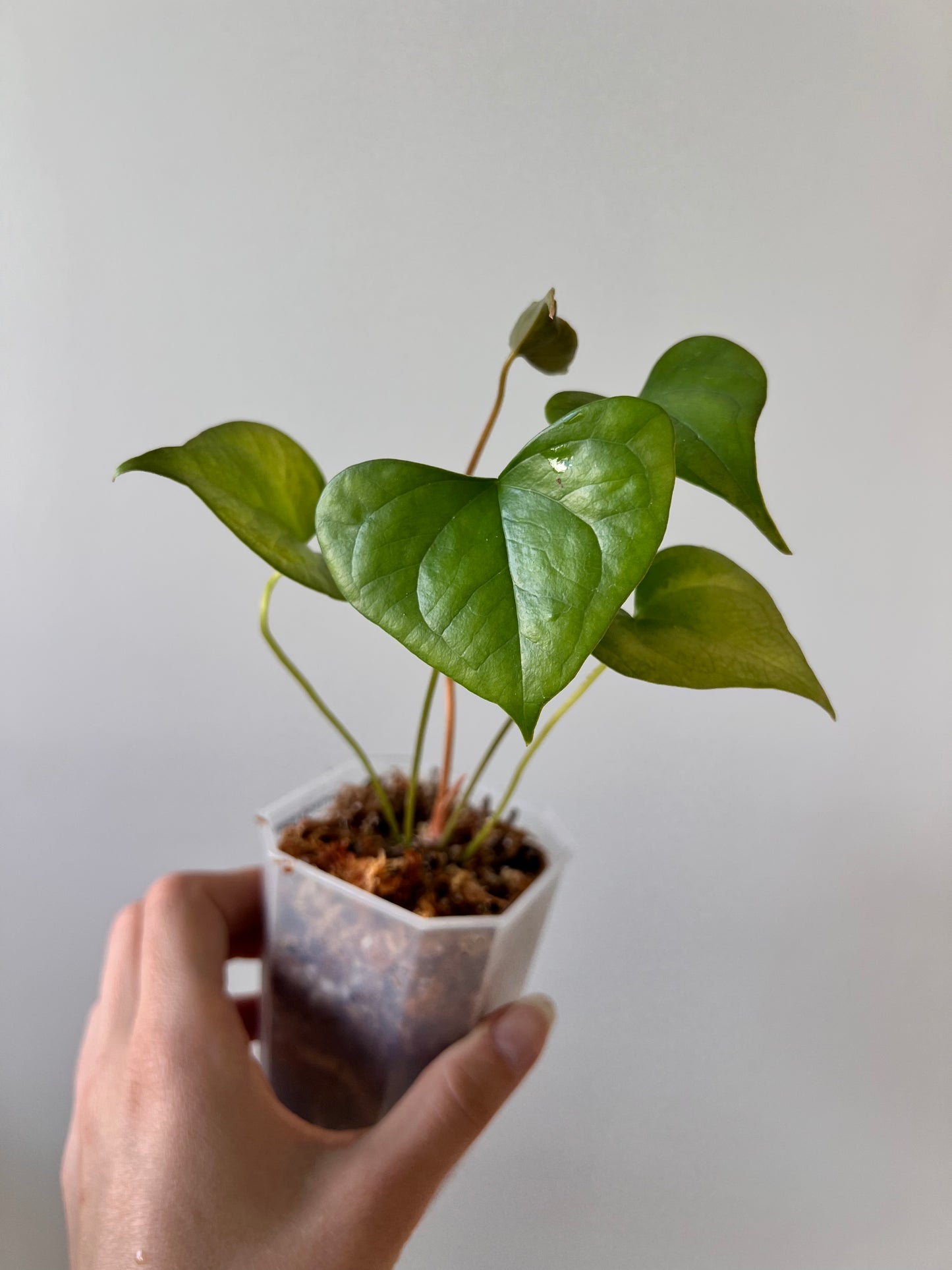 Anthurium diabloense