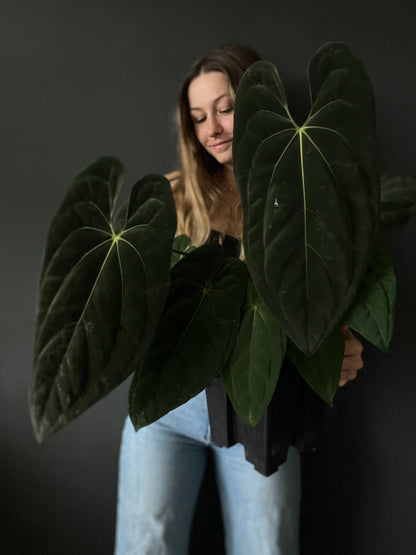 Anthurium 'RYUK' (papillilaminum x (Dark Phoenix x Blue papillilaminum))