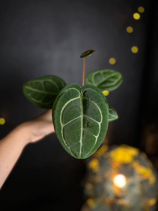 Anthurium Golden Sunrise x AOS Tezula