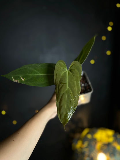 Anthurium Papillilaminum (BVIT x Fortsherman)