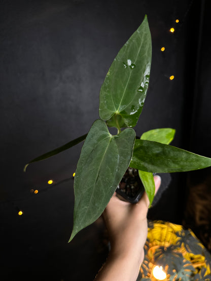 Anthurium Papillilaminum (BVIT x Fortsherman)