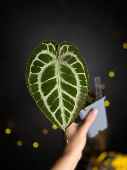 Anthurium Silver Tiger x HURC