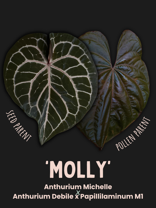 Anthurium 'Molly' (Michelle x Debile Papillilaminum M1)