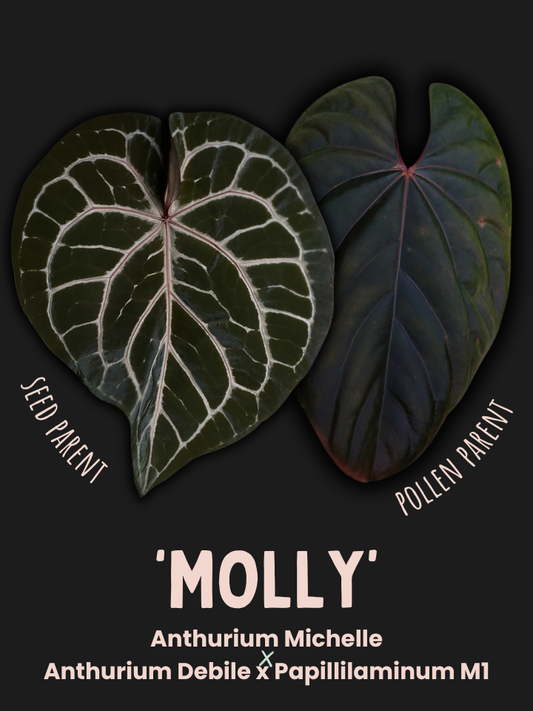 Anthurium 'Molly' (Michelle x Debile Papillilaminum M1)