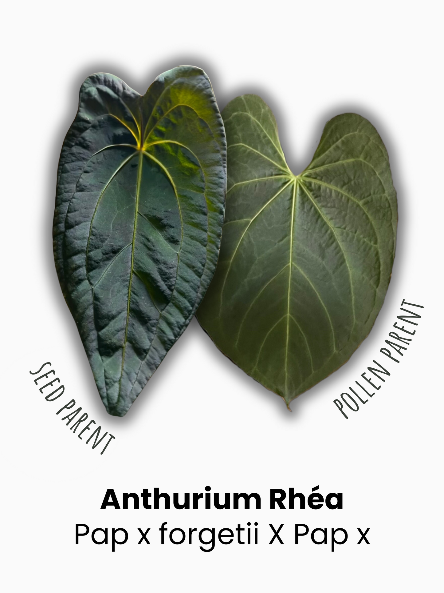 Seedling Anthurium Rhéa