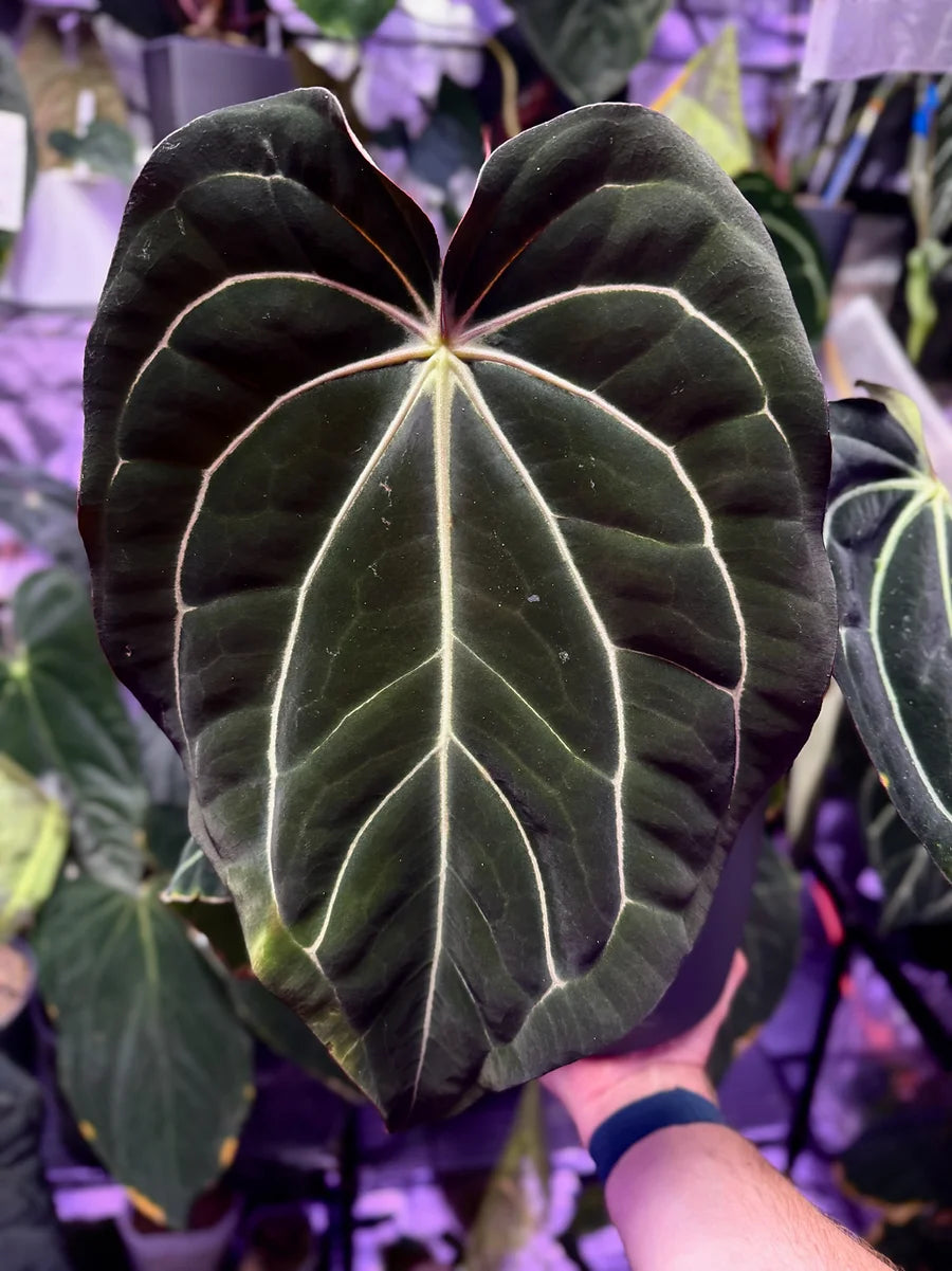 Anthurium carlablackiae 'District' x 'Buz 1' from Buz Plants