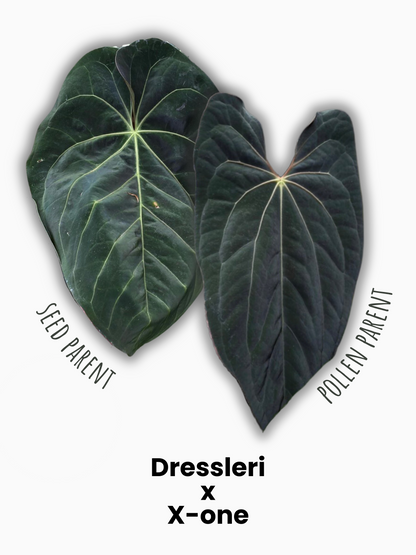 Anthurium Dressleri indo x X-one 