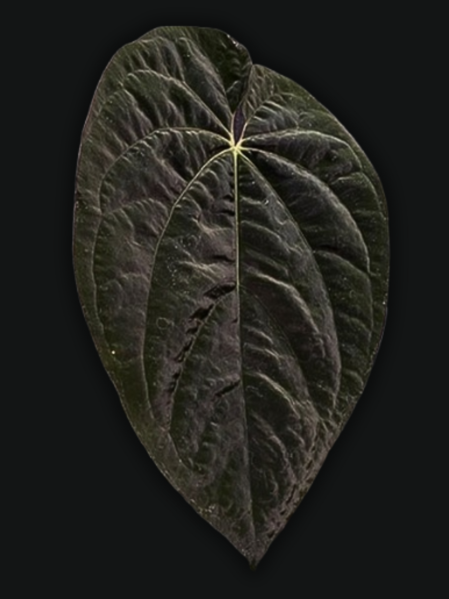 Anthurium Lunox (X-one x Goliath) - clone