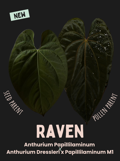 Anthurium 'Raven' - Anthurium Papillilaminum x Anthurium Dressleri x Papillilaminum