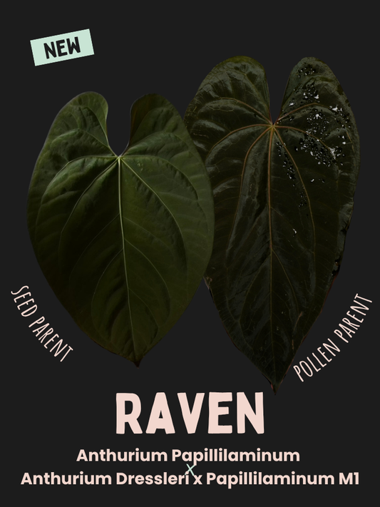Anthurium 'Raven' - Anthurium Papillilaminum x Anthurium Dressleri x Papillilaminum