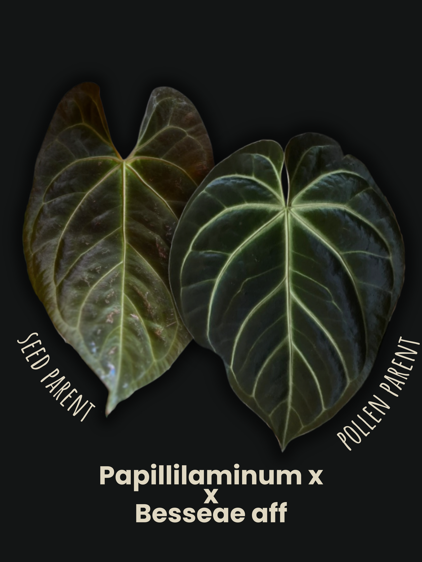 Seedling Anthurium Papillilaminum hybride x Besseae aff