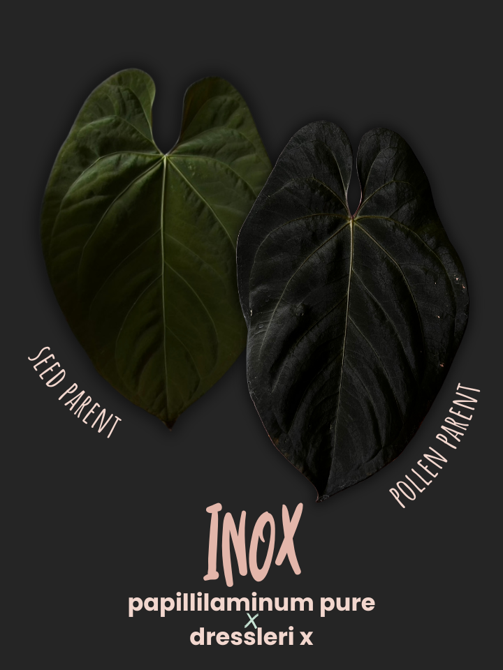 Seedling of Anthurium 'INOX' papillilaminum x dressleri Seedling of Anthurium 'INOX' papillilaminum x dressleri